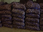 фото Продажа свежего картофеля с доставкой(+семенной)