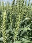 фото Семена озимой пшеницы Зерноградской селекции элита и репродукции