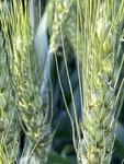 Фото №2 Семена озимой пшеницы Зерноградской селекции элита и репродукции