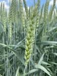 фото Семена озимой пшеницы донской селекции элита и репродукции