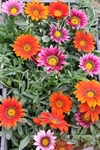 фото Рассада однолетних и многолетних цветов