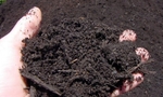 фото Плодородная почва (чернозем)