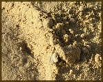 фото Мытый речной песок Карьерный песок крупнозернистый