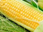 фото Семена гибриды кукурузы Pioneer П8400