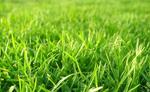 фото Семена газонных трав Озеленитель