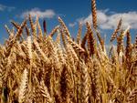 фото Семена озимой пшеницы Алексеич