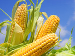 фото Гибриды семена кукурузы НК Фалькон