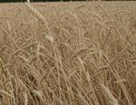фото Семена пшеницы яровой "Ирень" (ЭС