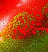 фото Напольная жидкая плитка красно зеленого цвета