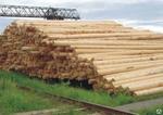 фото Опора ЛЭП пропитанная деревянная 11 м Пропитанные